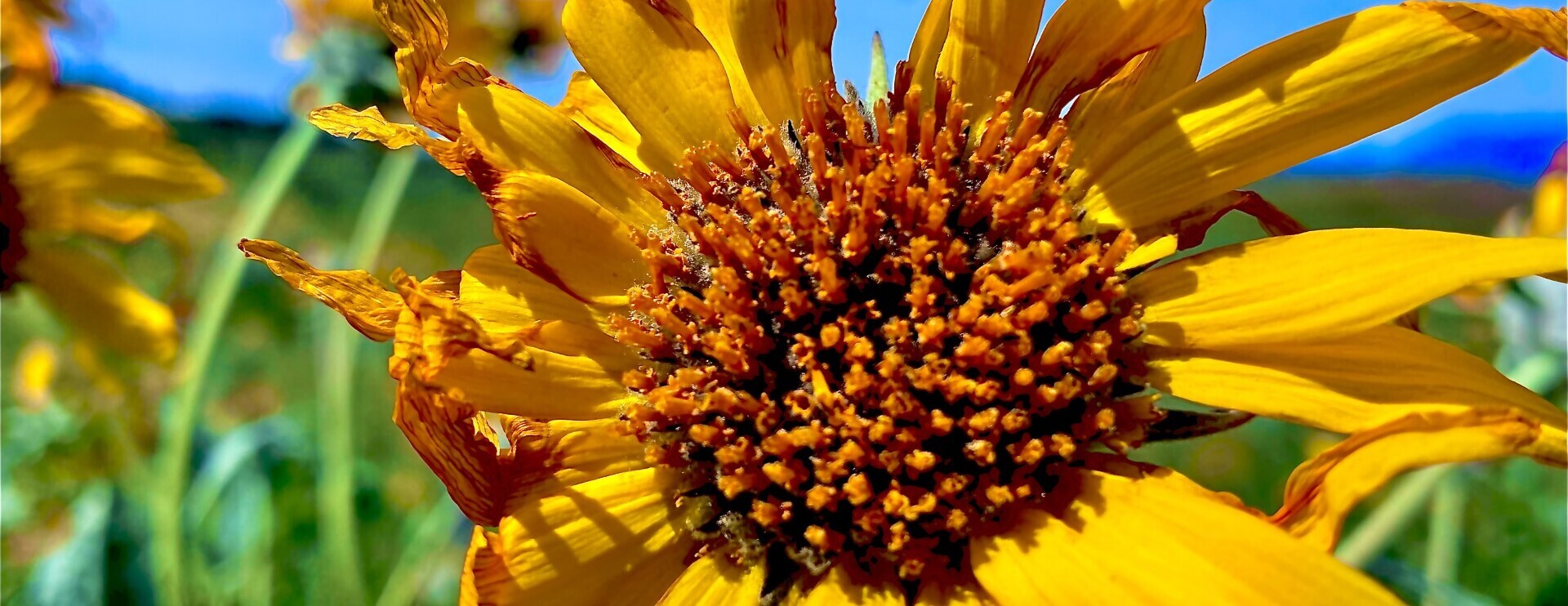 Volunteer Work Party at Balsamroot, October 29th, 2026