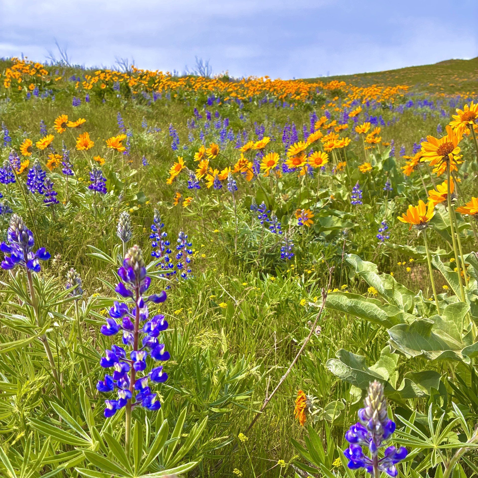 Volunteer Work Party at Balsamroot, October 29th, 2026 - logo